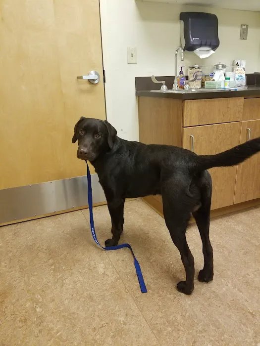 VCA Town and Country Animal Hospital Picture 5