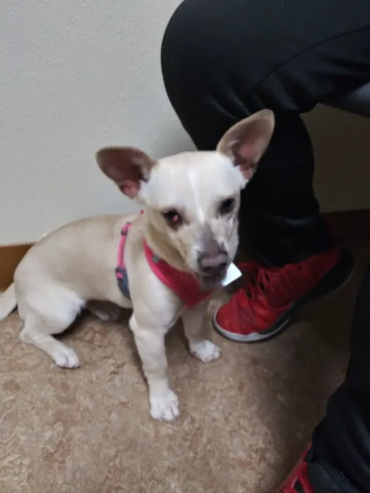 VCA Town and Country Animal Hospital Picture 7