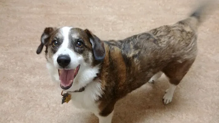 VCA Town and Country Animal Hospital Picture 10