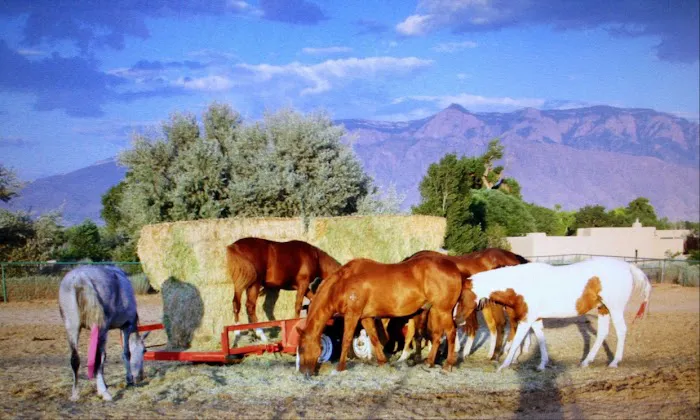 Zia Animal Clinic Picture 1