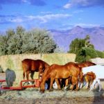 Zia Animal Clinic