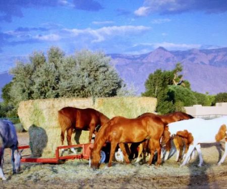 Zia Animal Clinic