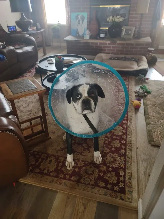 Eye Care for Animals - Albuquerque Picture 1