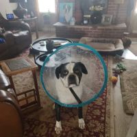 Eye Care for Animals - Albuquerque ico
