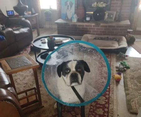 Eye Care for Animals - Albuquerque