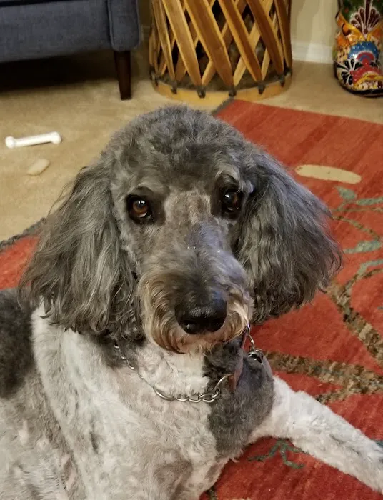 Eye Care for Animals - Albuquerque Picture 5