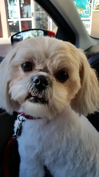 Eye Care for Animals - Albuquerque Picture 7