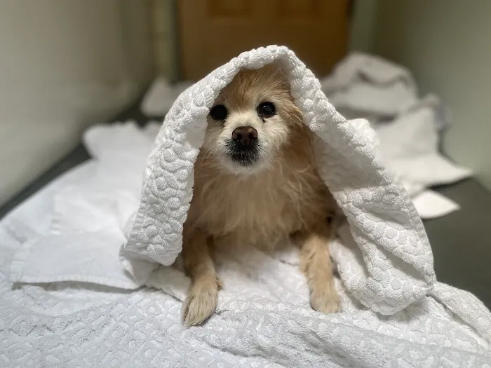 Banfield Pet Hospital Picture 1