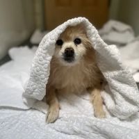 Banfield Pet Hospital ico