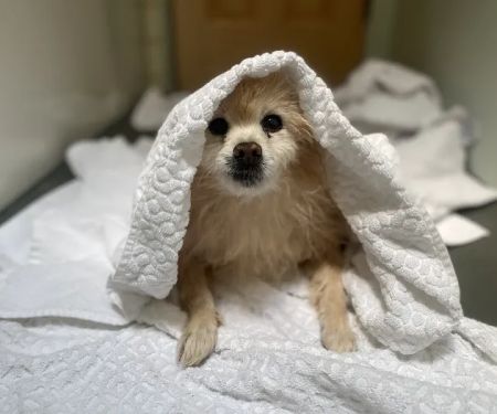 Banfield Pet Hospital