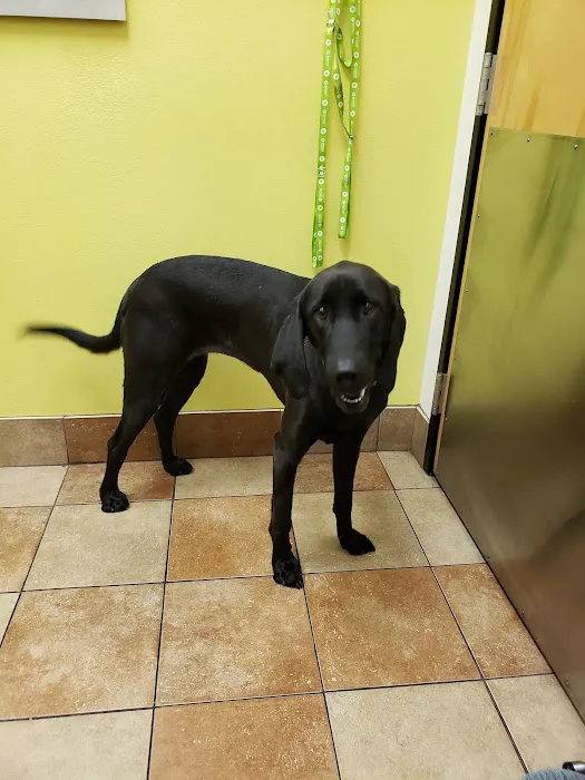 Banfield Pet Hospital Picture 5