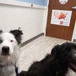 Southwest Veterinary Medical Center
