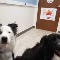 Southwest Veterinary Medical Center ico