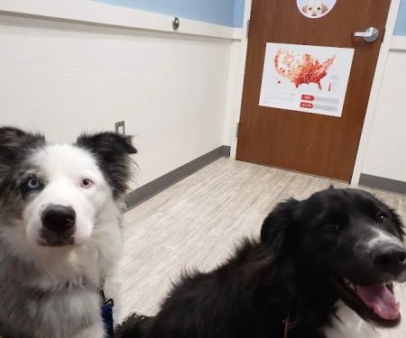 Southwest Veterinary Medical Center