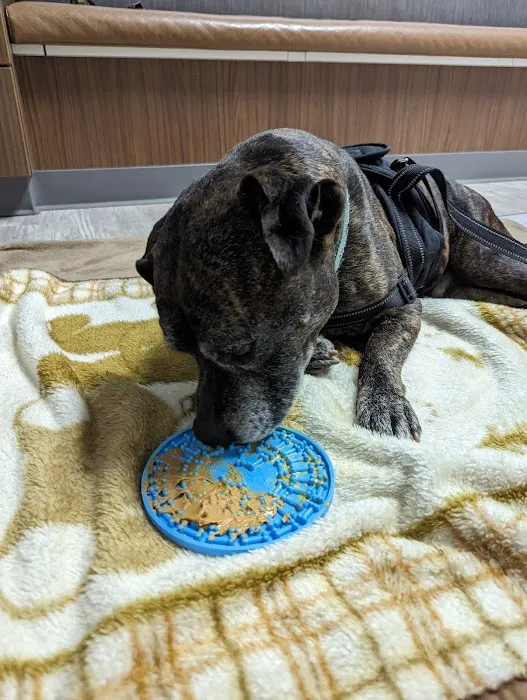 Southwest Veterinary Medical Center Picture 2