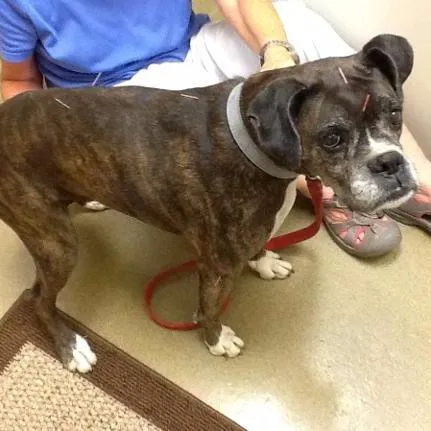 Animal Acupuncture Westside Picture 2