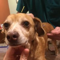 Animal Acupuncture Westside ico