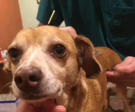 Animal Acupuncture Westside