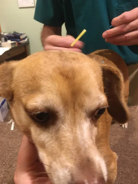 Animal Acupuncture Westside Picture 5