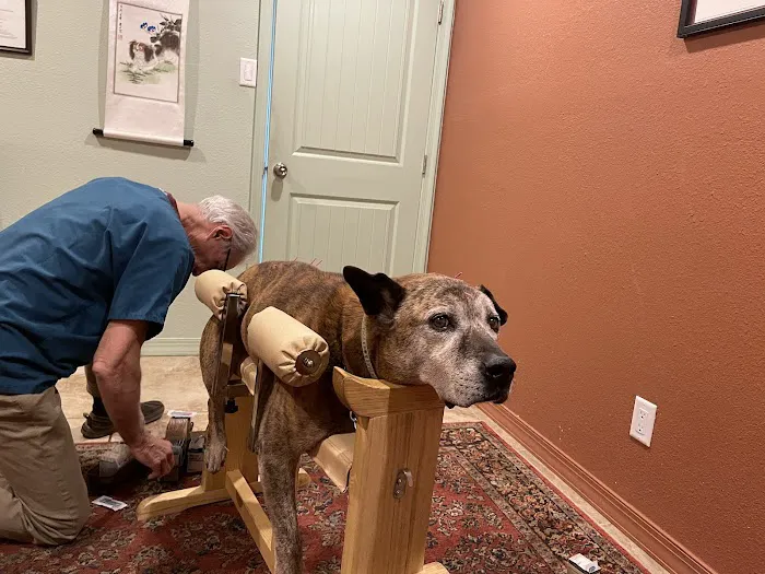 Animal Acupuncture Westside Picture 3
