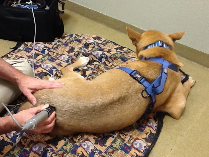 Animal Acupuncture Westside Picture 6