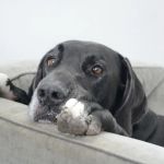 Abq Petcare: Rodriguez Silvia DVM