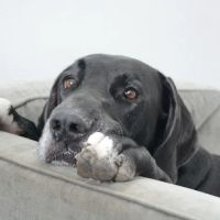Abq Petcare: Rodriguez Silvia DVM ico
