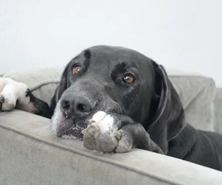 Abq Petcare: Rodriguez Silvia DVM