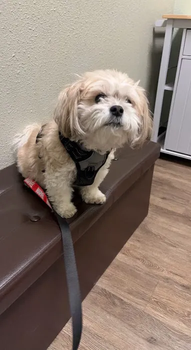 4 Paws Pet Hospital, A Thrive Pet Healthcare Partner Picture 7