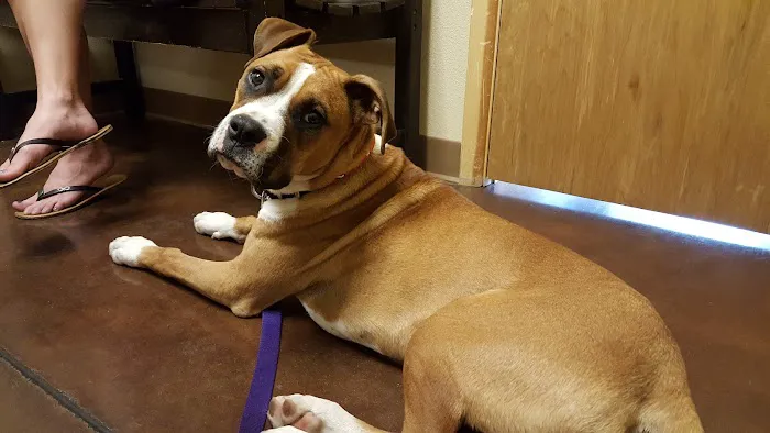 La Cueva Animal Hospital Picture 3