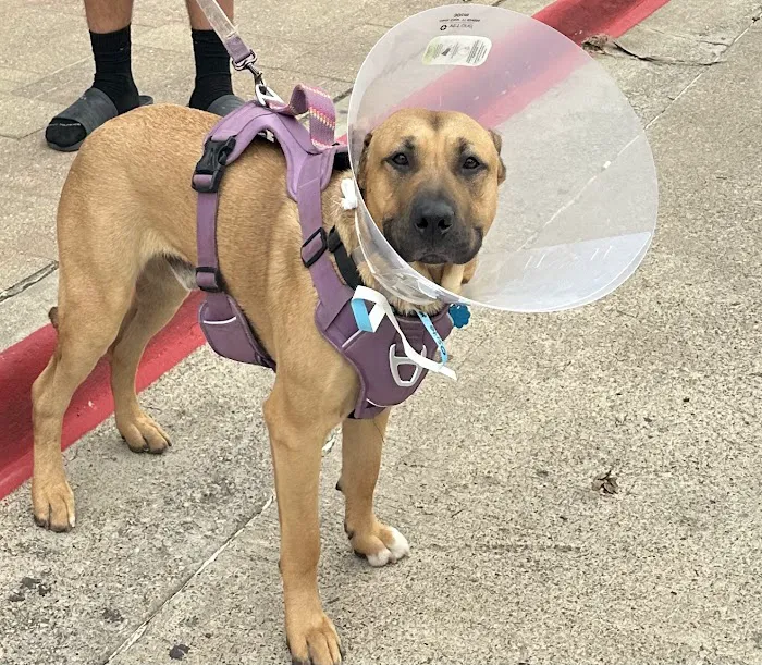 SPCA of Texas' Myron K. Martin Spay/Neuter & Wellness Clinic Picture 3