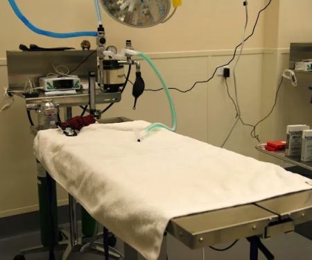 SPCA of Texas' Myron K. Martin Spay/Neuter & Wellness Clinic