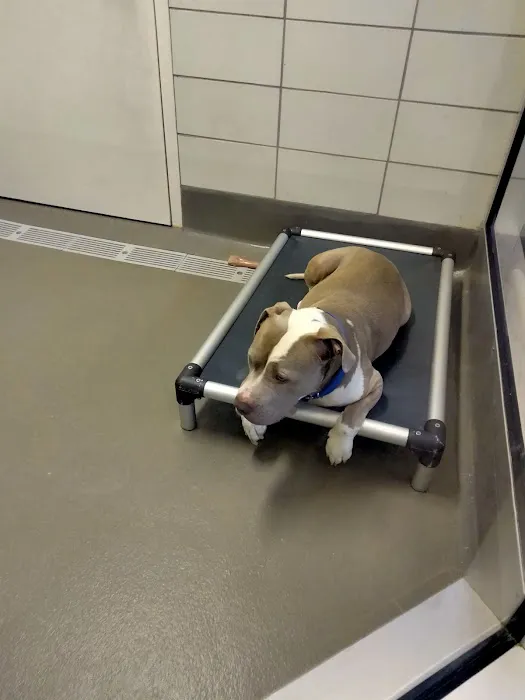 SPCA of Texas' Myron K. Martin Spay/Neuter & Wellness Clinic Picture 10