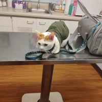 Edgefield Animal Clinic ico