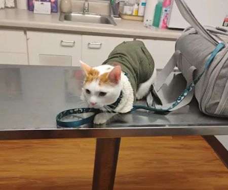 Edgefield Animal Clinic