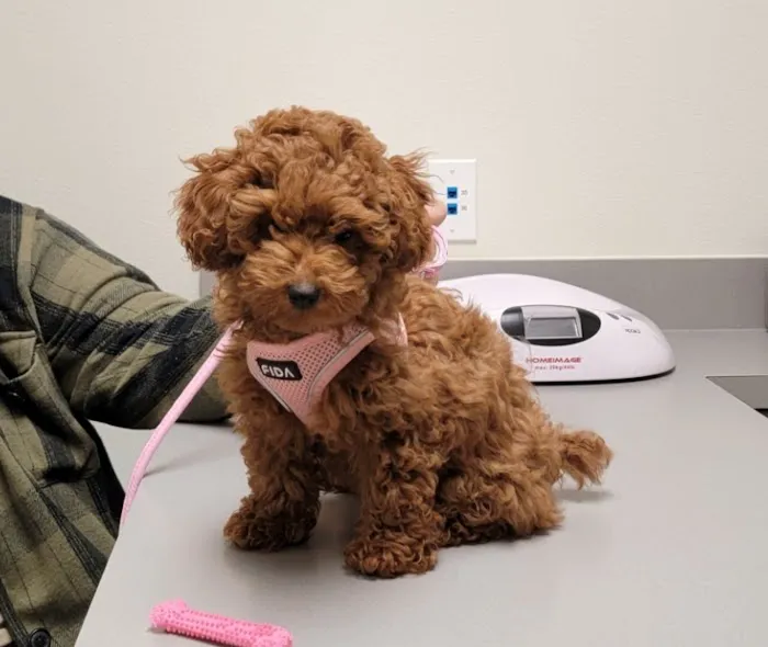 Metro Paws Animal Hospital - White Rock Picture 2
