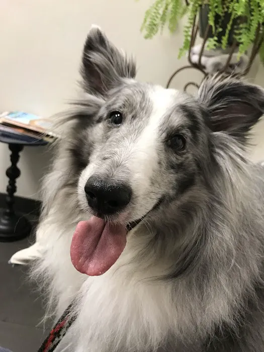Metro Paws Animal Hospital - White Rock Picture 4