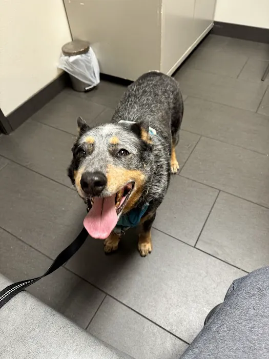 Metro Paws Animal Hospital - White Rock Picture 5