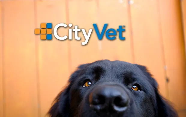 CityVet | White Rock Veterinary Clinic & Urgent Care Picture 2
