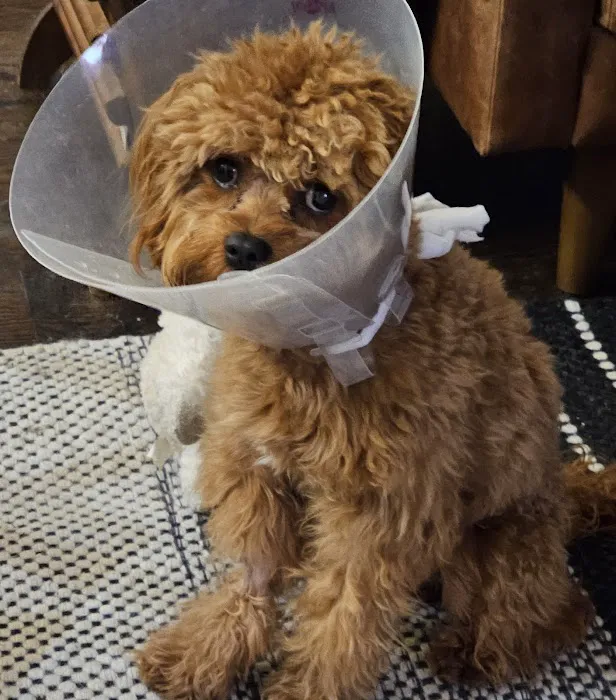 CityVet | White Rock Veterinary Clinic & Urgent Care Picture 6
