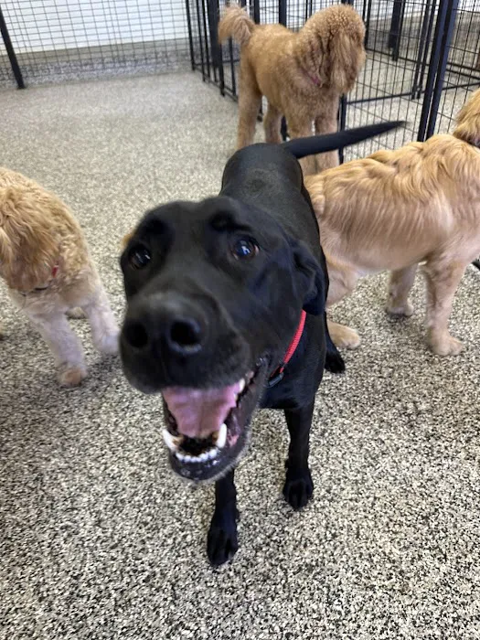 CityVet | White Rock Veterinary Clinic & Urgent Care Picture 8