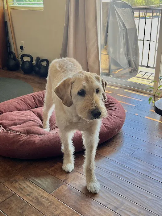 CityVet | White Rock Veterinary Clinic & Urgent Care Picture 7