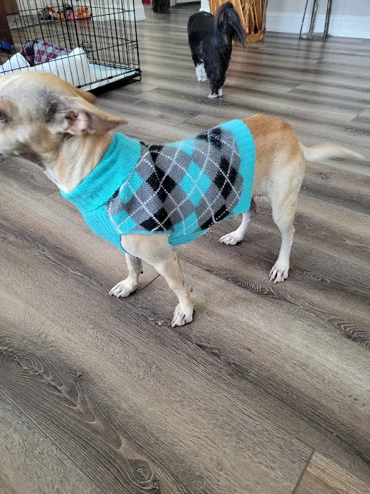 CityVet | White Rock Veterinary Clinic & Urgent Care Picture 9