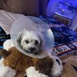 Banfield Pet Hospital