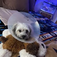 Banfield Pet Hospital ico