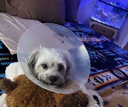 Banfield Pet Hospital