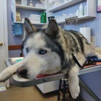 West Woodward Animal Hospital ico