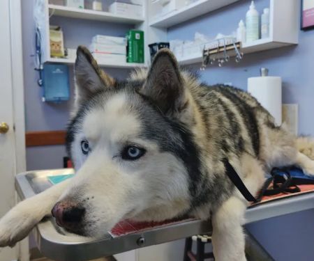 West Woodward Animal Hospital