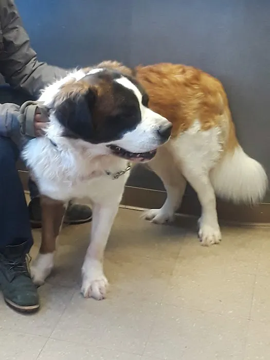 West Woodward Animal Hospital Picture 4