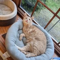 Hilton Veterinary Clinic of Ferndale ico